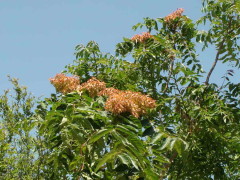 Árbol del cielo/Tree of heaven