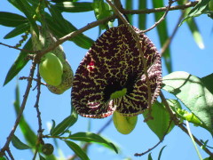 Aristoloquia/Calico flower