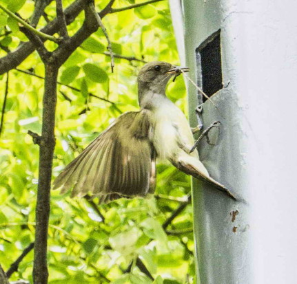 Burlisto pico canela/Swainson's Flycatcher