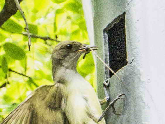 Burlisto pico canela/Swainson's Flycatcher