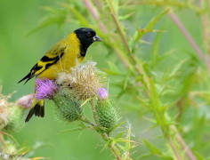 Cabecitanegra común/Hooded Siskin