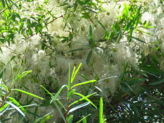 Cabello de ángel/Old man's beard