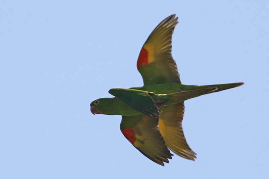 Calancate ala roja/White-eyed Parakeet