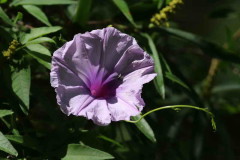 Campanilla lila/Morning glory