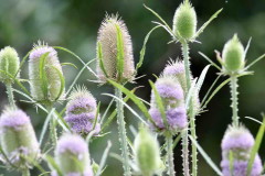 Cardencha/Wild teasel