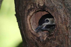 Carpintero real/Green-barred Woodpecker