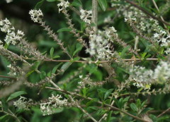 Cedrón del monte/White brush