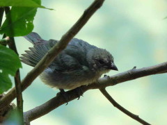 Celestino/Sayaca Tanager