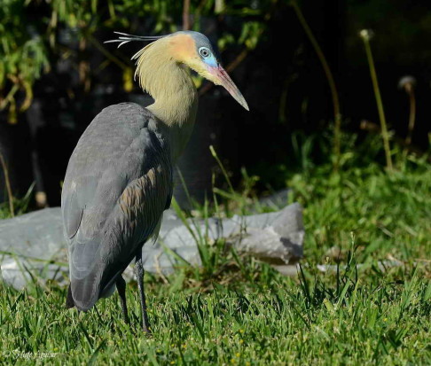 Chiflón/Whistling Heron