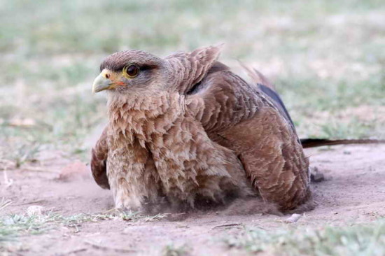 Chimango/Chimango Caracara