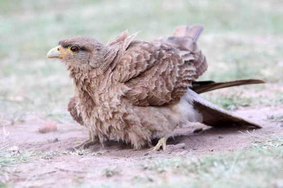 Chimango/Chimango Caracara