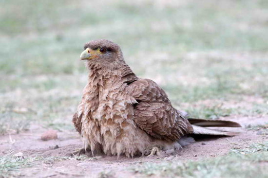 Chimango/Chimango Caracara