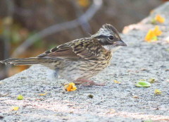 Chingolo/Rufous-collared Sparrow