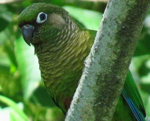 Chirirpepé cabeza verde/Maroon-bellied Parakeet