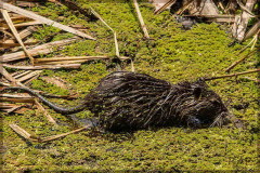 Coipo/Coypu