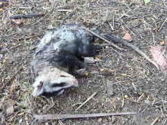 Comadreja overa/White-eared opossum