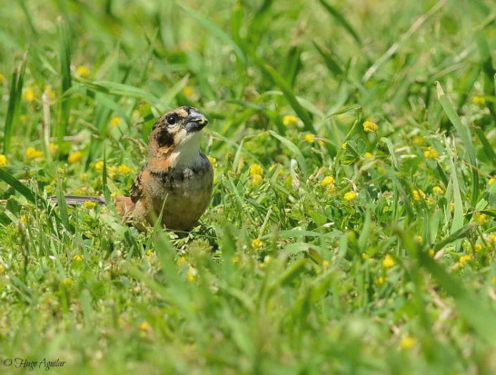 Corbatita dominó/Rusty-collared Seedeater