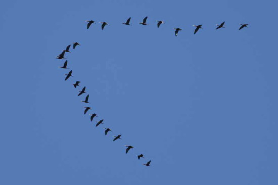 Cuervillo de cañda/White-faced Ibis