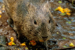 Cuis/Brazilian guinea pig