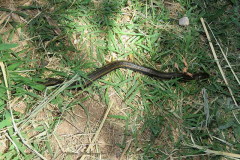 Culebra acuática/Colubroidean snake