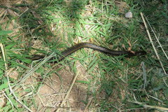 Culebra acuática/Colubroidean snake