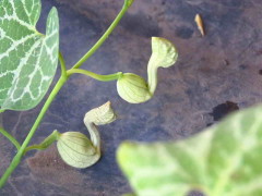 Patito/Fringed Dutchman's pipe