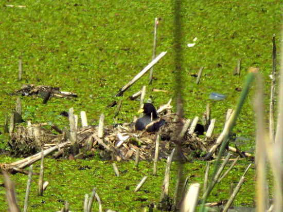 Gallareta ligas rojas/Red-gartered Coot