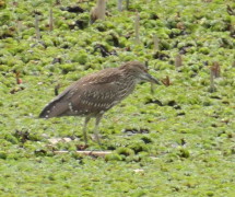 Garza bruja/Black-crowned Night-Heron