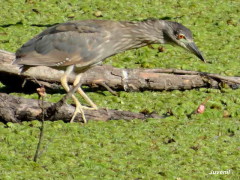 Garza bruja/Black-crowned Night-Heron