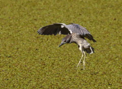 Garza bruja/Black-crowned Night-Heron