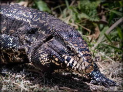 Lagarto overo/Black-and-white Tegu