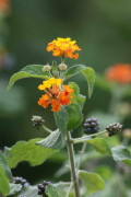 Lantana