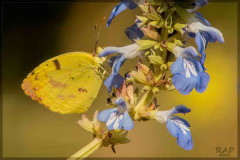 Limoncito común/Common Yellow