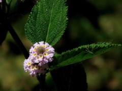 Lippia alba