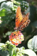 Moneta/Mexican Silverspot