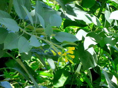 Palán palán/Tree tobacco