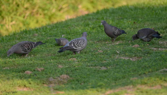 Paloma manchada/Spot-winged Pigeon