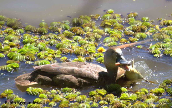 Pato picazo/Rosy-billed Pochard