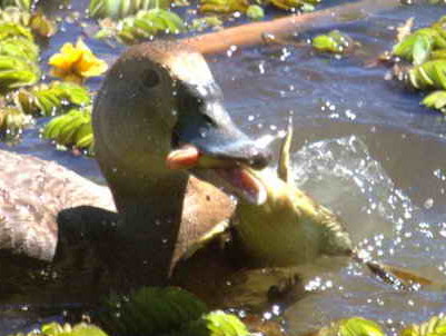 Pato picazo/Rosy-billed Pochard