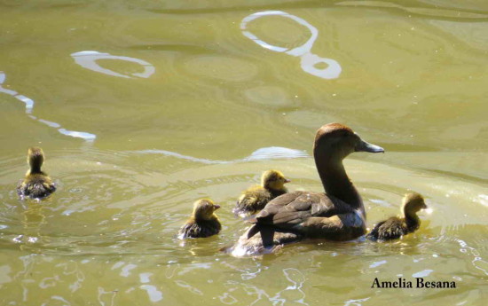 Pato picazo/Rosy-billed Pochard