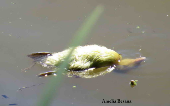 Pato picazo/Rosy-billed Pochard