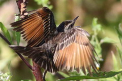 Pico de plata/Spectacled Tyrant