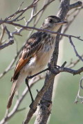 Pico de plata/Spectacled Tyrant