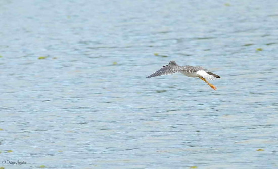 Pitotoy chico/Lesser Yellowlegs