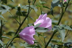 Rosa de río/Striped rosemallow