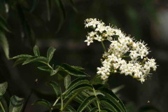 Sauco/Elderberry