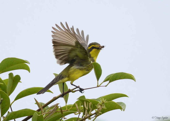 Suirirí amarillo/Yellow-browed Tyrant