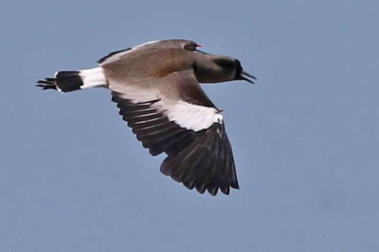 Tero común/Southern Lapwing