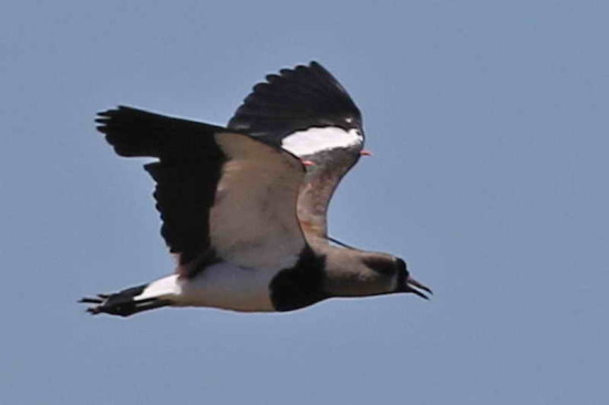 Tero común/Southern Lapwing