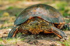 Tortuga pintada/Painted turtle